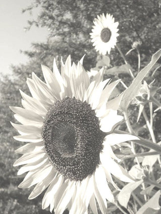 La Tribe Sunflowers - Growing Instructions